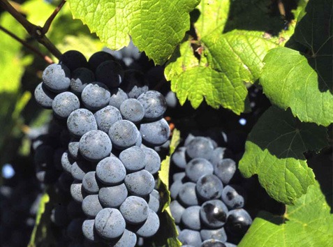 Vignoble de Gaillac, route des vins